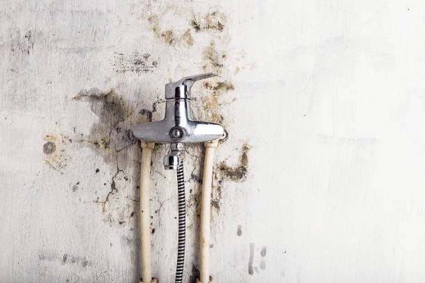 Reliable Helena Valley West Central, MT Mold Removal Solutions