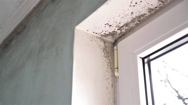 Best Fast Mold Removal  in Helena Valley West Central, MT