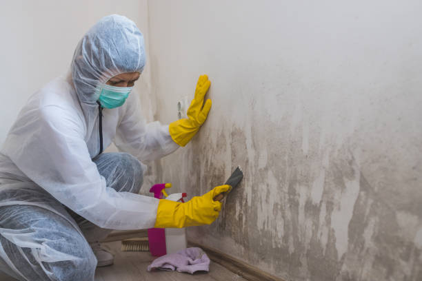Best Residential Mold Removal  in Helena Valley West Central, MT