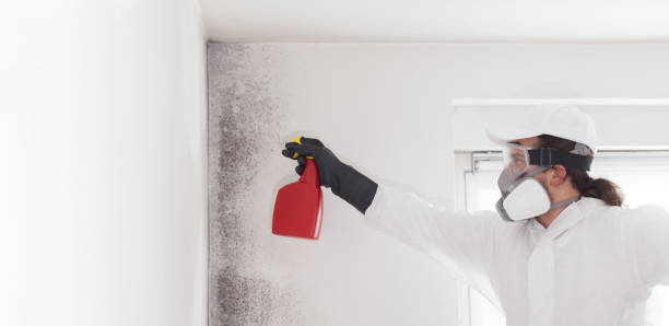 Best Professional Mold Removal  in Helena Valley West Central, MT
