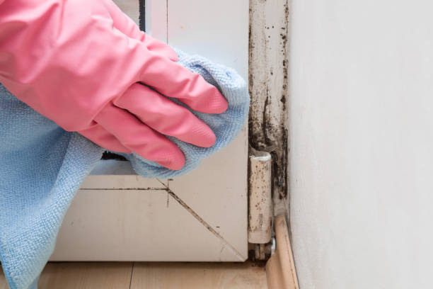Best Commercial Mold Removal  in Helena Valley West Central, MT